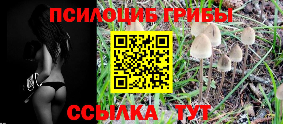 Псилоцибиновые грибы мицелий Протвино